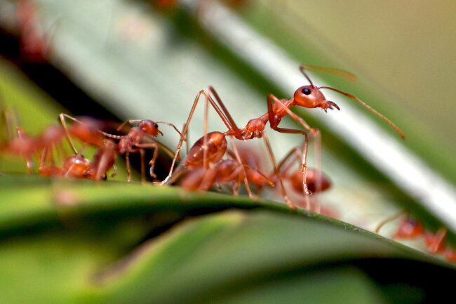 How do Ants Communicate featured
