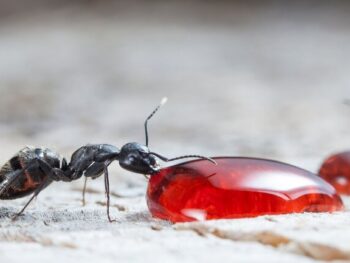 Do Ants Carry Disease Can it Affect Us & How featured