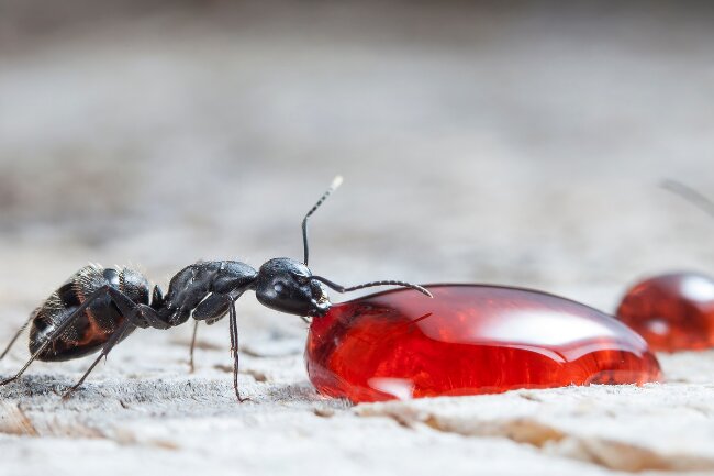 Do Ants Carry Disease Can it Affect Us & How featured