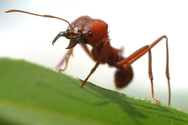 Do Ants have Lungs Do They Need Oxygen to Breathe featured