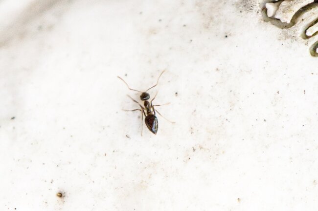 ants in winter