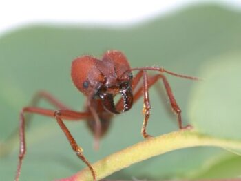 Ants Breathing Explained How do Spiracles Work featured