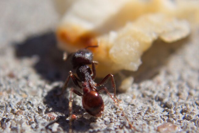 Ants Eat