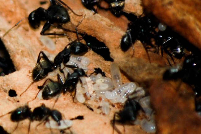 Wondering How Many Ants are in a Colony featured