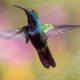 4 Methods of Hummingbirds Communication featured