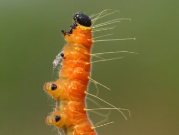 Caterpillar Breathing Explained featured