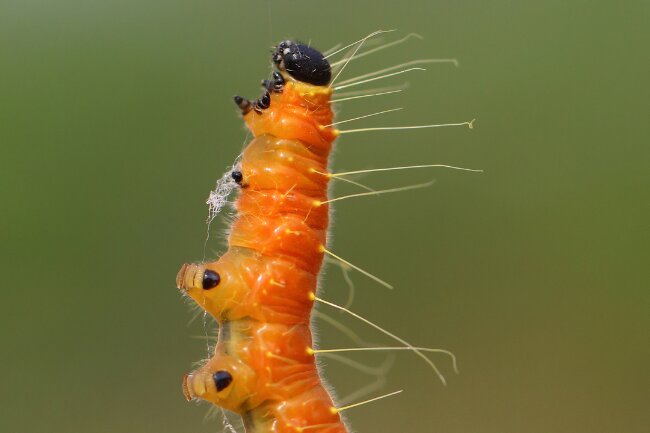 Caterpillar Breathing Explained featured