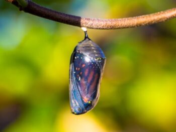Here's How does a Caterpillar Make a Chrysalis featured