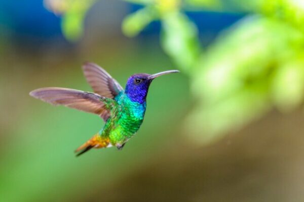 Hummingbirds Mating Explained In Depth Guide 7455