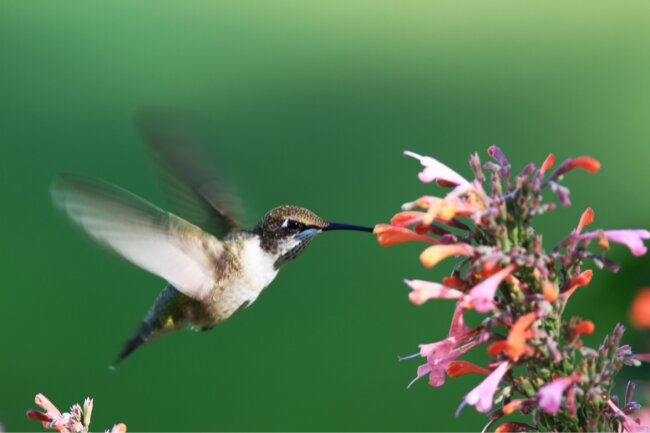 Hummingbird and a flower