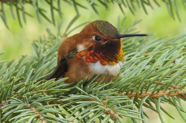 Hummingbirds During the Winter Migration Explained featured