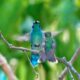 Hummingbirds Mating Explained... In-Depth Guide featured