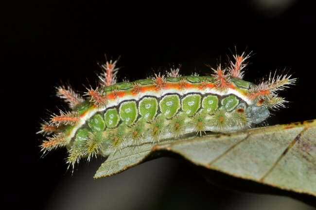 monkey slug caterpillar