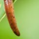 Do Earthworms Have Eyes Here's How Light Receptors Work featured