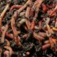 Earthworms' Brains Explained featured