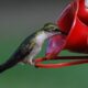 Easy DIY Hummingbird Nectar with FAQ featured