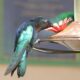 Food and Feeding Habits of Hummingbirds featured