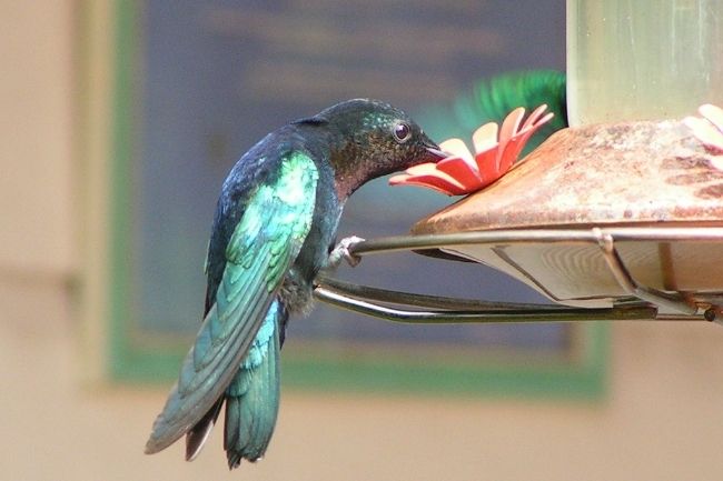 Food and Feeding Habits of Hummingbirds featured