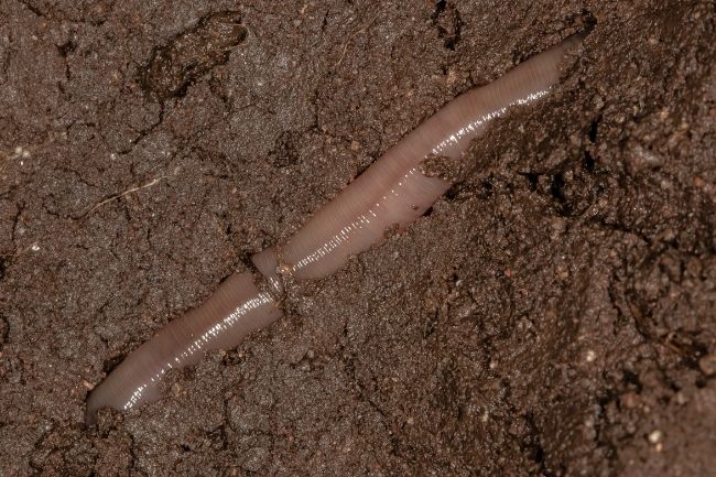 Here's How Earthworms Breathe featured