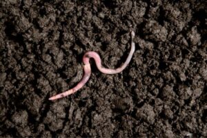 Here's "How Earthworms Feel Pain" (Nervous System Explained)