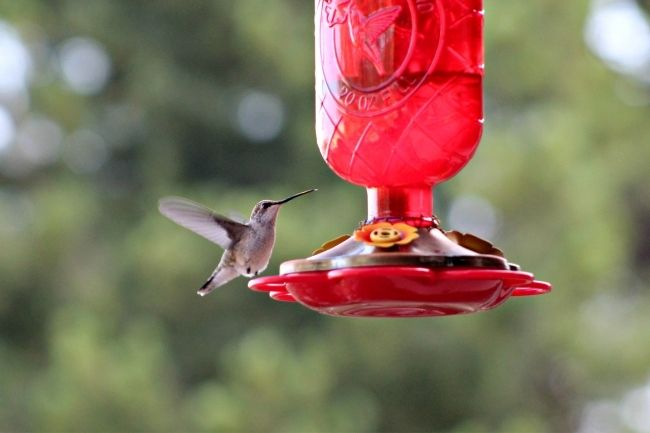 hummingbirds eat