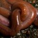 Earthworms Closed Circulatory System Explained featured
