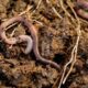 Earthworms Eating Habits Explained featured