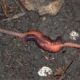 Earthworms Reproduction Explained featured