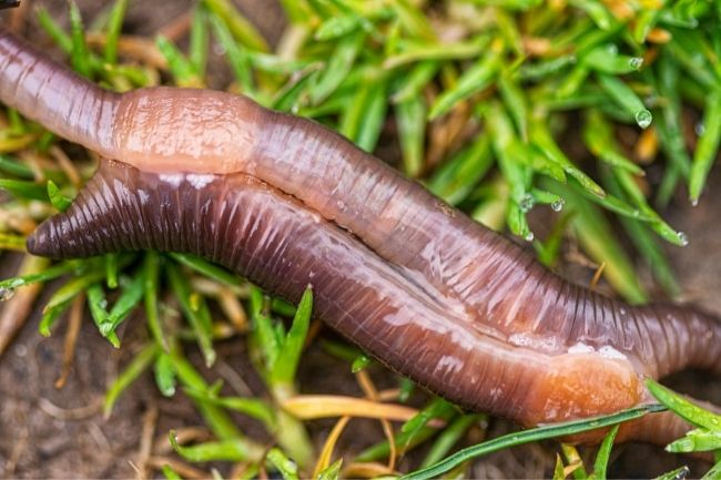Earthworms Reproduction