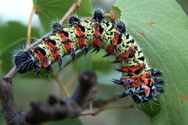 Mopane caterpillar