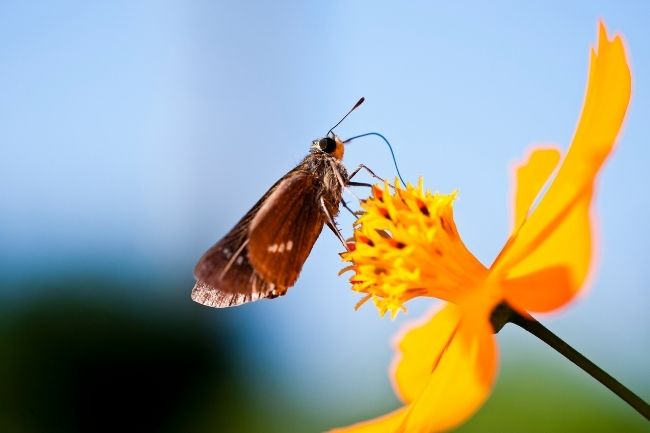 Moths Eating and Drinking Habits Explained featured