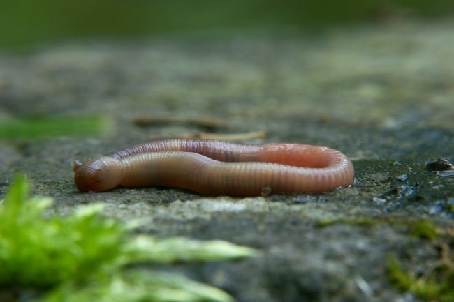 Wondering If an Earthworm is an Insect featured
