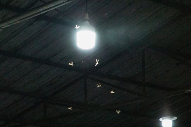 moths go to the light
