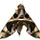 Explaining If Moths Have a Backbone, Exoskeleton, & More fetaured