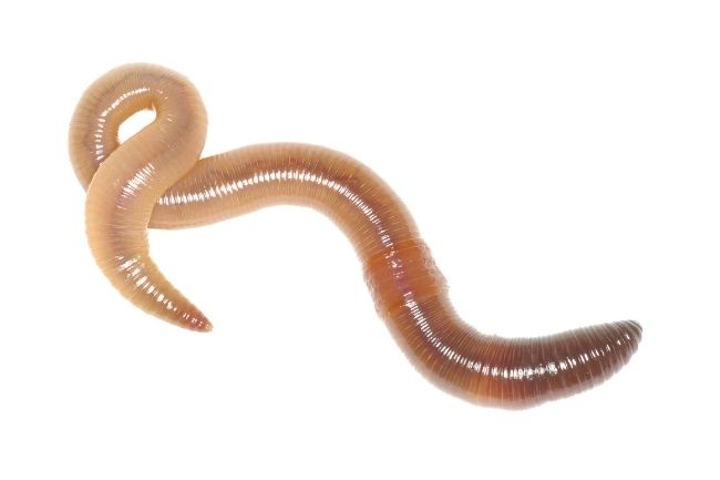 Here's How Earthworms Feel Pain featured