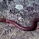 Here's What do Earthworms Need to Survive featured