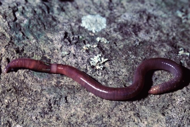 Here's What do Earthworms Need to Survive featured