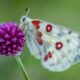 Moths are Important Pollinators Here's How They Do It featured