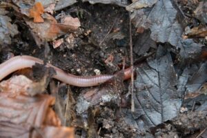 Wondering if Do Earthworms Hibernate featured
