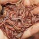 Wondering if Earthworms Carry Diseases Dangerous or Not featured