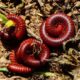 Here's What kills millipedes featured