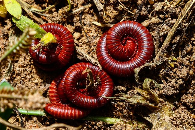 Here's What kills millipedes featured