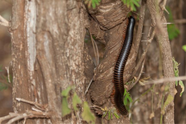 Here's How Big Millipedes Are Around the World featured