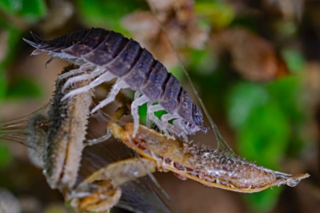 Here's What animals eat woodlice featured