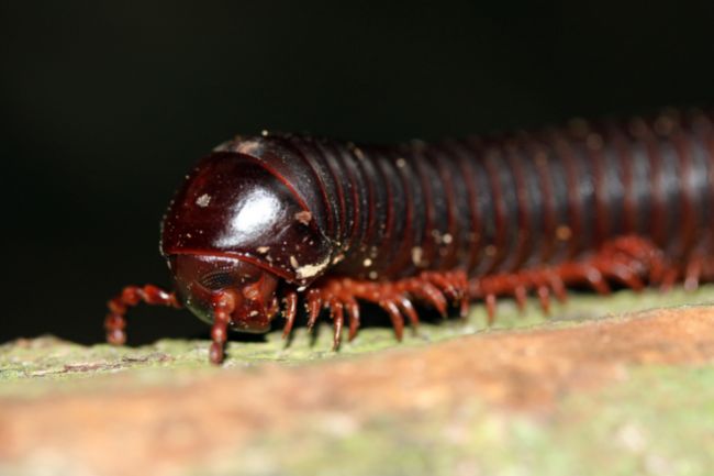 Millipede Life Cycle Reproduction, Lifespan & More featured