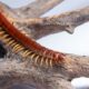 Millipedes and Centipedes The Difference Explained featured