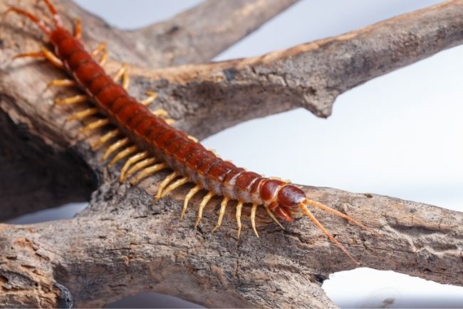 Millipedes and Centipedes The Difference Explained featured