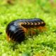Wondering If Millipede is an Insect featured