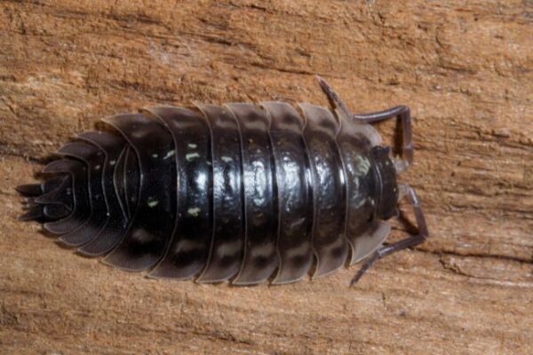 here-s-what-animals-eat-woodlice-explained