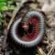 Do Millipedes Turn into Moths featured
